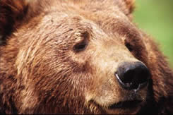 Ours Grizzli; photo par Dave Fraser