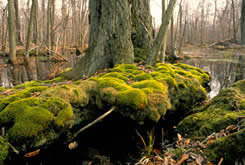 Leaders in Conservation