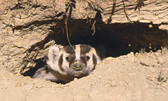 American Badger Habitat