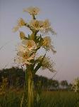 Pollinators on the Manitoba Tall Grass Prairie.