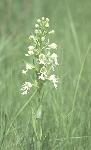 Pollinators on the Manitoba Tall Grass Prairie