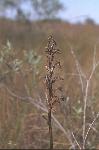 Pollinators on the Manitoba Tall Grass Prairie