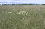 Pollinators on the Manitoba Tall Grass Prairie