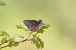 Propertius Duskywing (Photo by Jason Dzurisin)