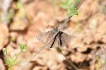 Propertius Duskywing (Photo by Jason Dzurisin)