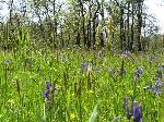 Cowichan Garry Oak Preserve in spring (Photo by C Williams)