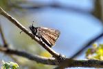 Propertius Duskywing (Photo by Jason Dzurisin)