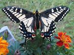 Anise Swallowtail (Photo by Caroline Williams)