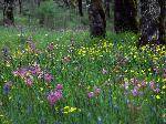 Spring Wildflowers.