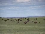 2010 Bison calves at OMB.