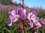Flowers in Atlantic Canada.