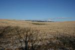 Marjerison wetland restoration.