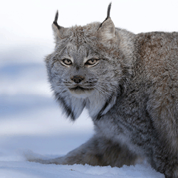 Honour eCard Stationery (Canada Lynx) (Donation forms)